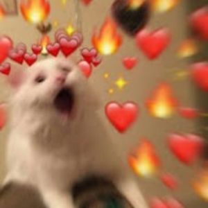 Meet your Posher, Daphne